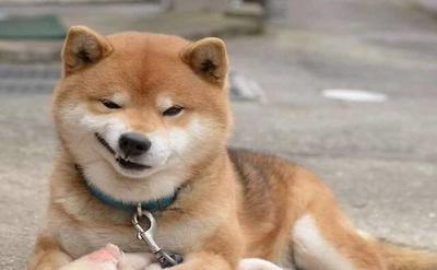 记仇的狗