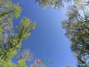 转水转树