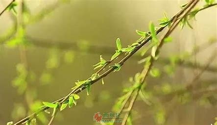 柳枝接骨