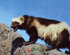 獾子王