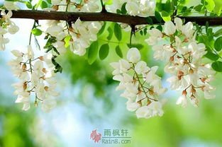 槐花雪